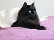 Princessy Cat Photograph by AJ Brown