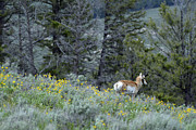 Pronghorn and Flowers Photograph by Bruce Gourley