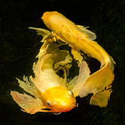 Prosperity Together Photograph by Marilyn Cornwell