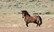 Proud and Free Photograph by Ronnie And Frances Howard
