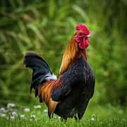 Proud Rooster Photograph by Paul Freidlund Proud Rooster Photograph by Paul Freidlund