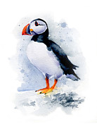 Puffin Painting by David Rogers