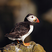 Puffin on rock Photograph by Grant Glendinning Puffin on rock Photograph by Grant Glendinning