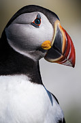 Puffin portrait Photograph by Rudy Viereckl