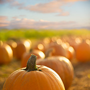 Pumpkin Patch Photograph by Alissa Beth Photography