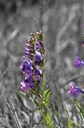 Purple Beardstongue and Hayseed Photograph by Colleen Cornelius