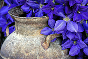 Purple Clematis And A Milk Can Photograph by James Steele Purple Clematis And A Milk Can Photograph by James Steele