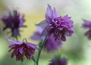 Purple Columbine Photograph by Andrea Lazar