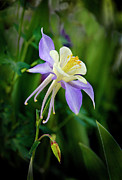 Purple Columbine Photograph by James Steele