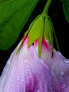 Purple Dew Photograph by Neil Shapiro