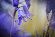 Purple Flower  Photograph by Alissa Beth Photography
