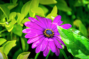 Purple Flower Photograph by Daniel Murphy