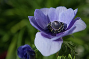 Purple Flower Power Photograph by Dale Powell Purple Flower Power Photograph by Dale Powell