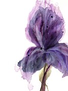 Purple Iris Painting by Dawn Derman Purple Iris Painting by Dawn Derman