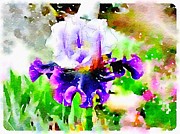 Purple Iris Photograph by Sandra Lee Scott