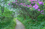 Purple Passage Photograph by Blaine Owens