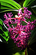 Purple Plant Photograph by Daniel Murphy