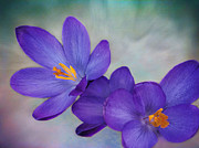 Purple Snow Crocus Wall Art Photograph by Gwen Gibson