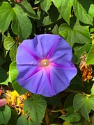 Purple Star Photograph by Brad Hodges
