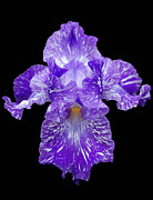 Purple Streaker Photograph by GeeLeesa Photography and FineArt