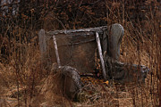 Putting Down Roots Photograph by Sue Capuano