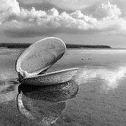 Quahog Photograph by Darius Aniunas