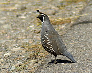 Quail Photograph by Ben Upham III
