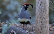 Quail Photograph by Christy Pooschke Quail Photograph by Christy Pooschke