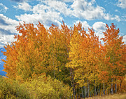Quaking Aspen  Photograph by Ronald Lutz