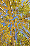 Quaking Aspens Overhead Photograph by Yva Momatiuk John Eastcott