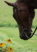 Quarter Horse  Photograph by Holden The Moment