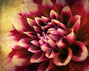 Queen Dahlia Photograph by Kathi Mirto