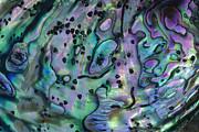 Rainbow Abalone Haliotis Iris Photograph by Lynda Harper Rainbow Abalone Haliotis Iris Photograph by Lynda Harper