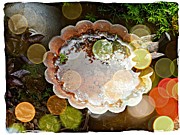 Rainbow Birdbath Photograph by Deborah Kunesh
