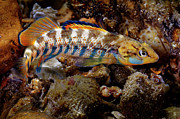 Rainbow Darter Photograph by Robert Charity