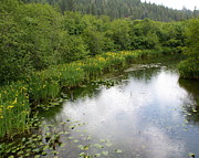Raindrops on the Little Spokane Photograph by Ben Upham III