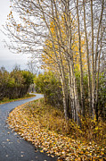 Rainy Autumn Walk Photograph by Tim Newton