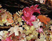 Rainy Day Leaves Photograph by Matalyn Gardner