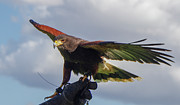 Ramona Hawk Watch 3 Photograph by Phyllis Spoor