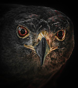 Rapt Raptor Photograph by Jim Painter