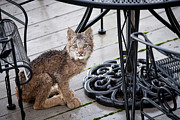 Are you looking at me Photograph by Tim Newton