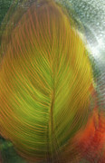 Rasta Hosta Photograph by Deborah Hughes