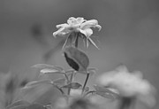 Reach Black and White Photograph of a Miniature Rose Photograph by Colleen Cornelius Reach Black and White Photograph of a Miniature Rose Photograph by Colleen Cornelius