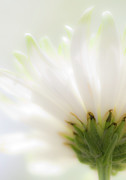 Reaching for the light Photograph by Karen Smale