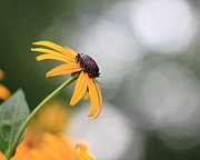 Reaching for the Sky Photograph by Angela Murdock