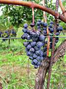 Ready to Harvest Photograph by Mary Capriole Ready to Harvest Photograph by Mary Capriole