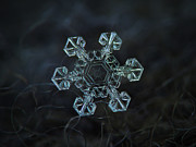 Real snowflake - Ice crown new Photograph by Alexey Kljatov
