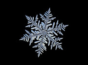 Real snowflake - Silverware black Photograph by Alexey Kljatov