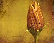 Recollection Photograph by Bonnie Bruno