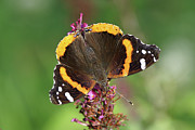 Red Admiral Keeps Head Down Photograph by Robert E Alter Reflections of Infinity